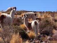 Lamas sur le volcan Tunupa