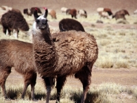 Aguanapampa: Lamas dans le sud Lipez