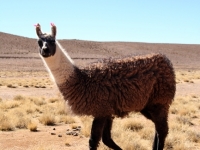 Aguanapampa: Lama dans le sud Lipez