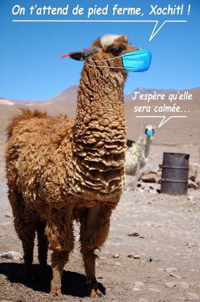 Llama de Bolivia