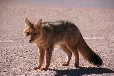 Un "zorro" (renard) du désert