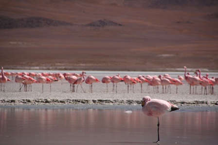 La Laguna Colorada