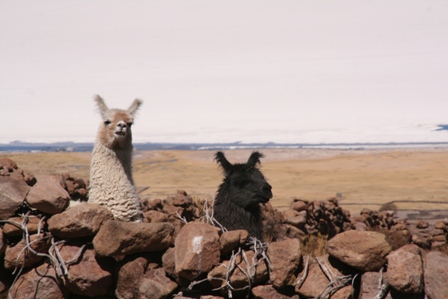 Lamas (au fond le salar d'Uyuni)