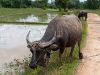 Laos