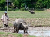 Laos