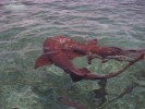 /mexique/images/belize/P1000582.TN__.JPG