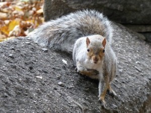 Habitant très répendu dans les parc New yorkais